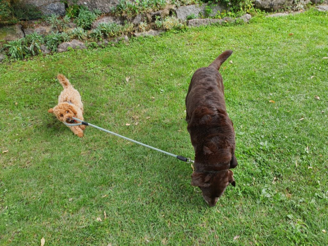 Klein aber oho Hunde